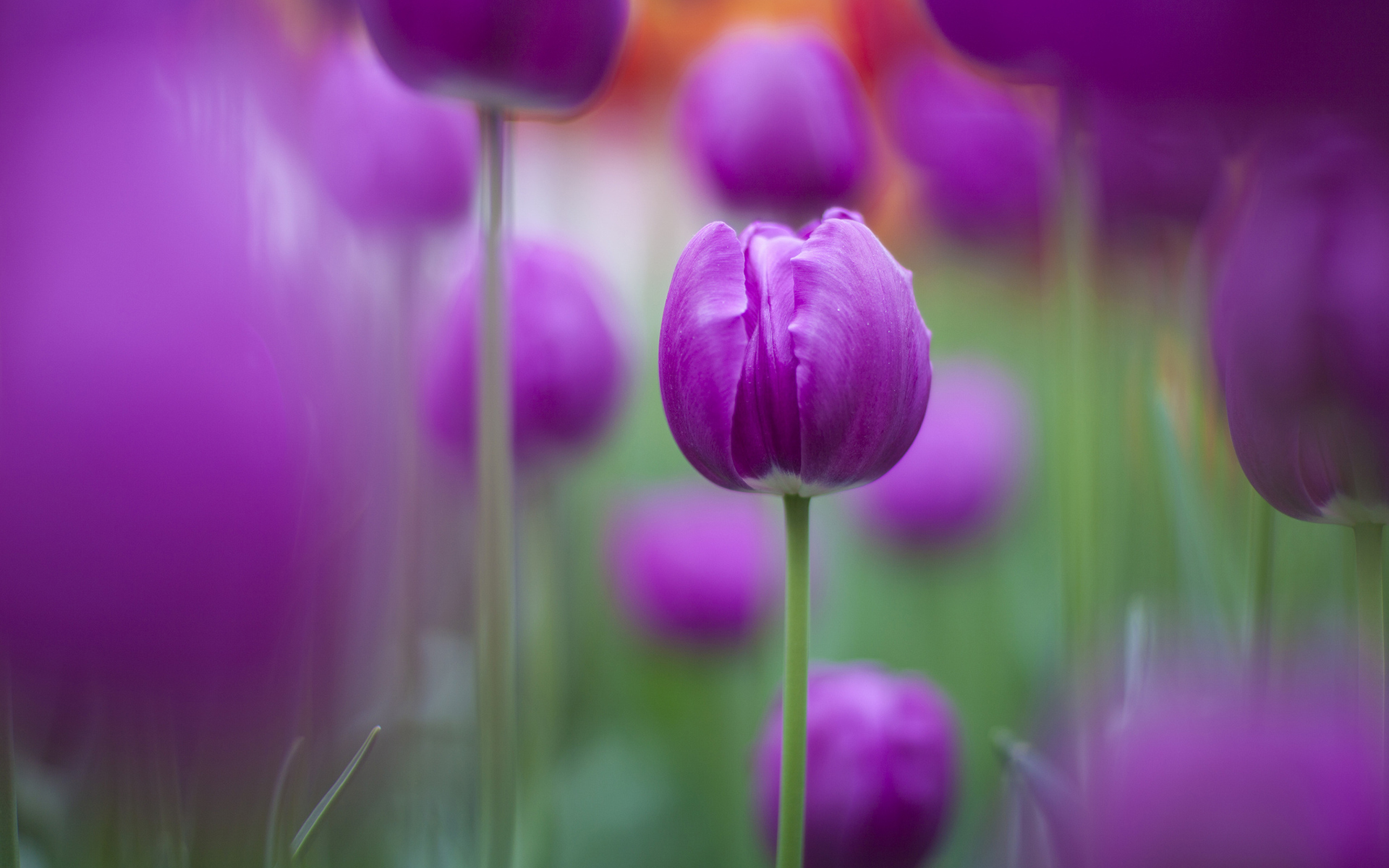 Purple Tulips110923873